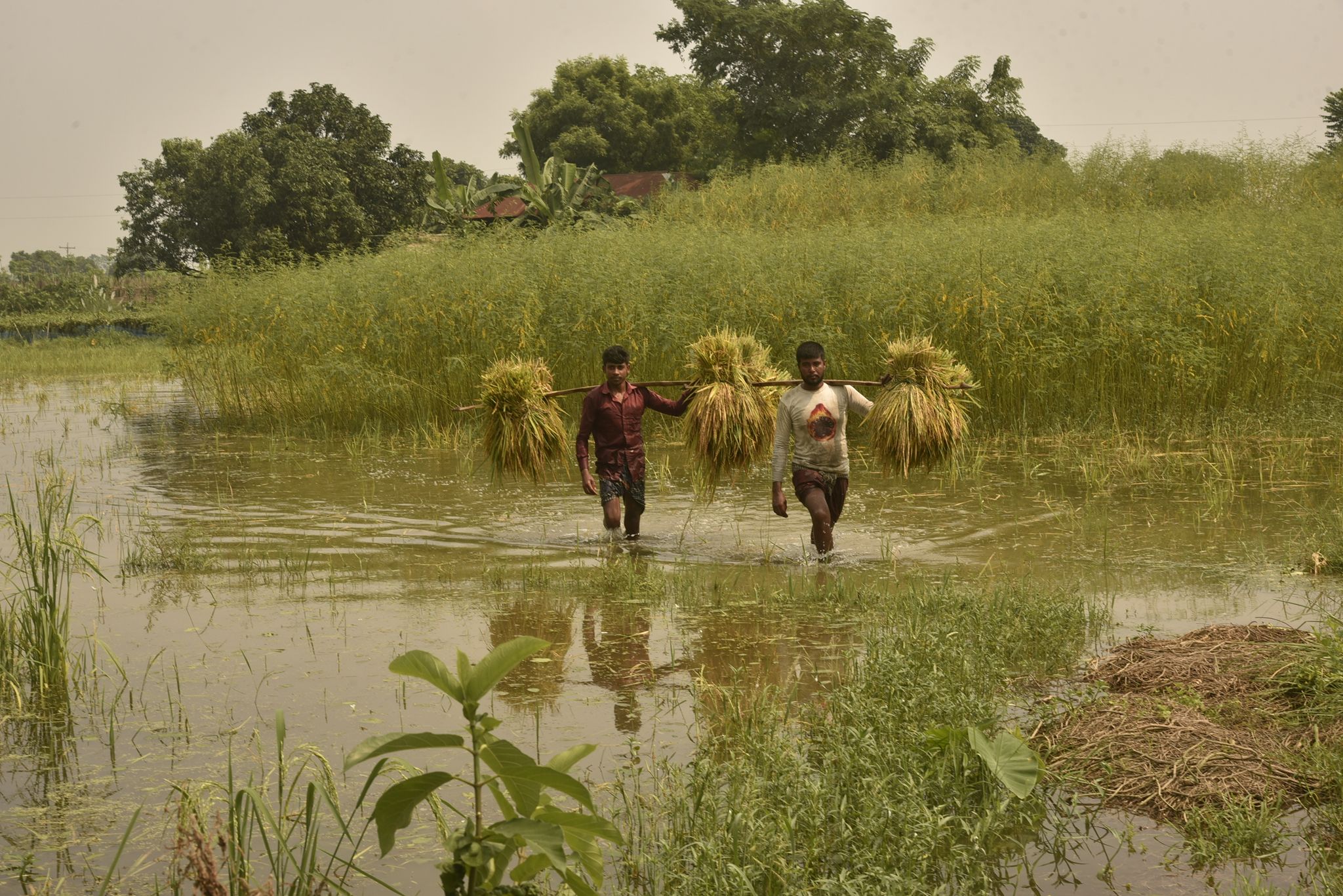 গ্রাম বাংলার অসাধারণ দৃশ্য