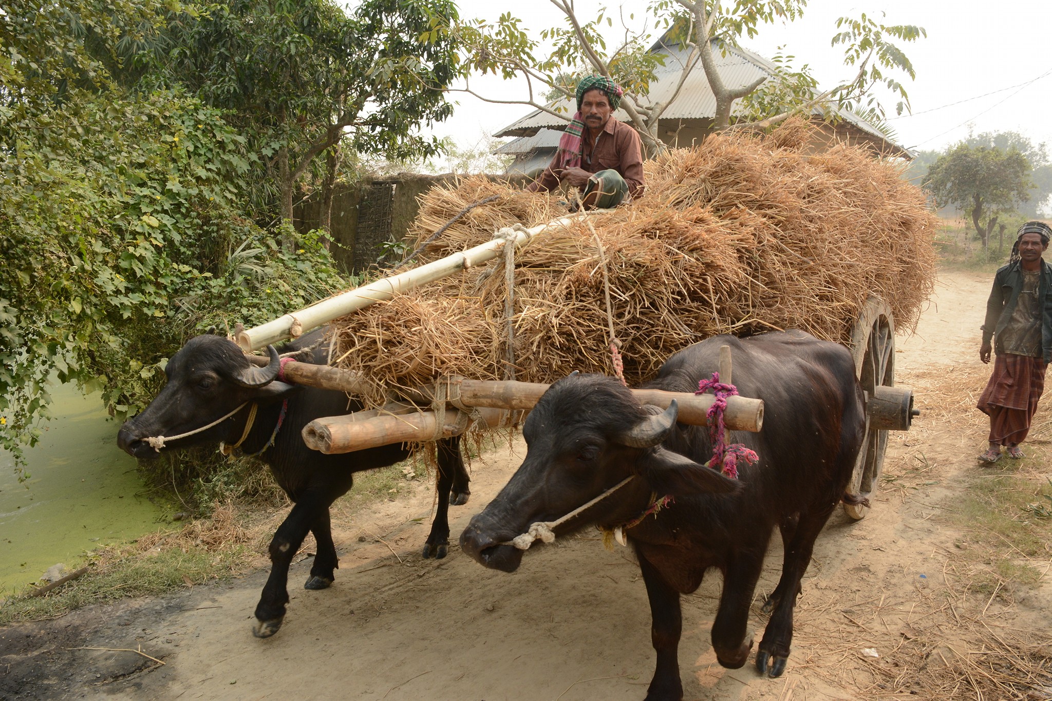 গ্রাম বাংলার অসাধারণ দৃশ্য